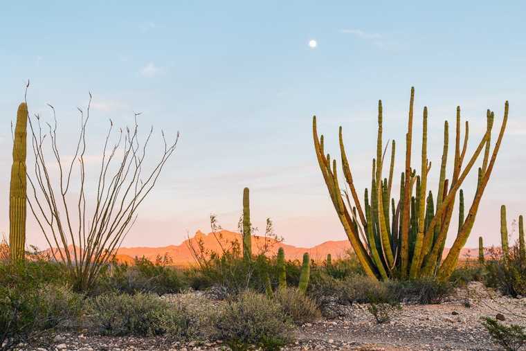 Il sole che sorge nel monumento nazionale del cactus tubo dell
