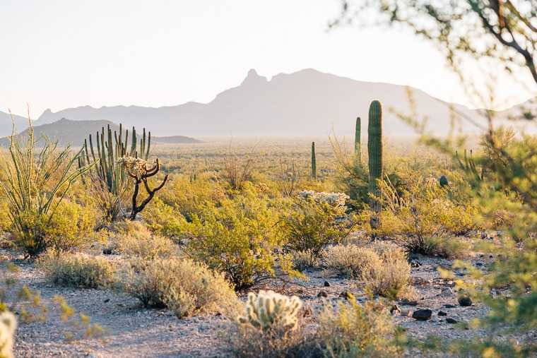 Um guia para: Monumento Nacional Organ Pipe Cactus