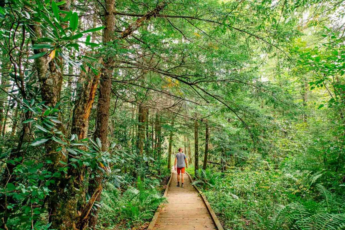 Michael kráčajúci po drevenej promenáde cez Cranberry Glades v Západnej Virgínii