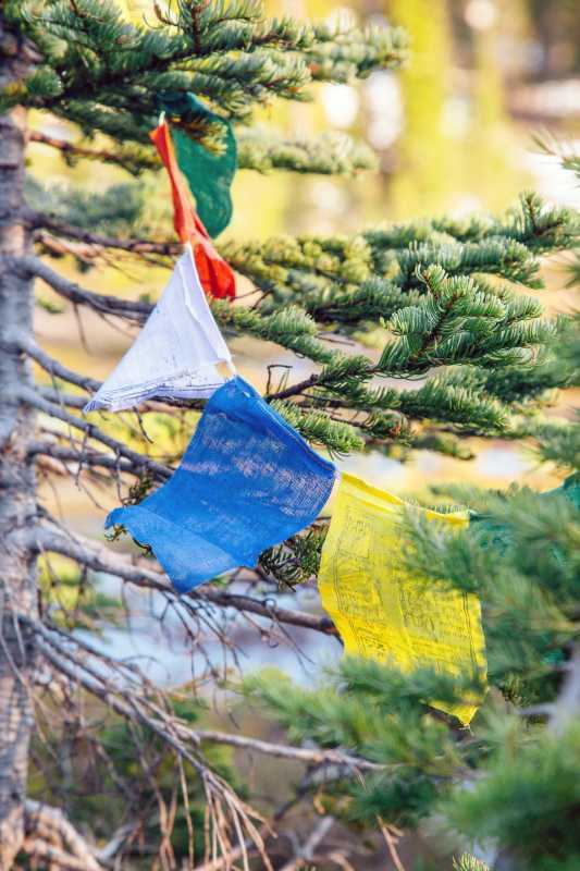 चीड़ के पेड़ों पर रंग-बिरंगे प्रार्थना झंडे लटके हुए हैं