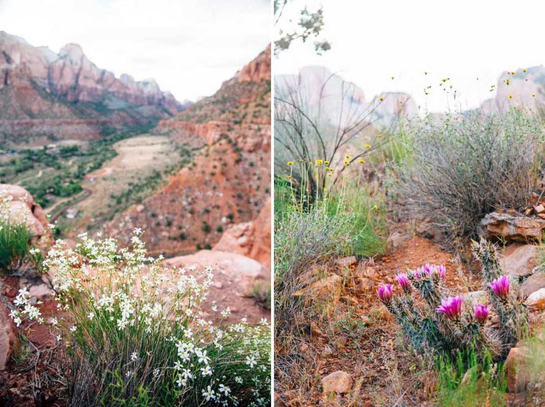 Tampilan jarak dekat dari bunga liar di taman nasional Zion