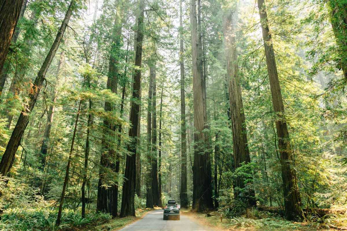 Een auto die over de weg rijdt die is omzoomd met torenhoge sequoia