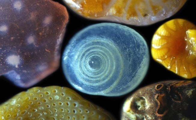Ne boste verjeli, kako neverjetni delci peska izgledajo pod mikroskopom