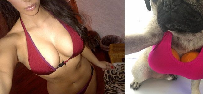 Doug The Pug gjenskaper Kim Kardashians sexigste selfies og vinner Internett igjen