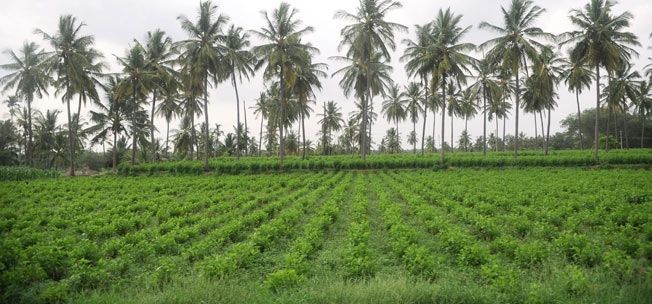 Nawazuddin Siddiqui Izboljšanje stisk kmetov v Indiji