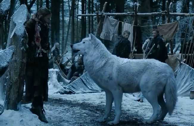 Albino Arctic Wolf, ktorý hral ducha, pominul