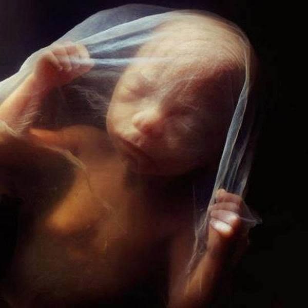 एक गर्भ के अंदर भ्रूण के विकास की तस्वीरें